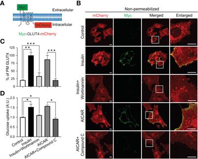 Tmod3 Phosphorylation Mediates AMPK-Dependent GLUT4 Plasma Membrane Insertion in Myoblasts